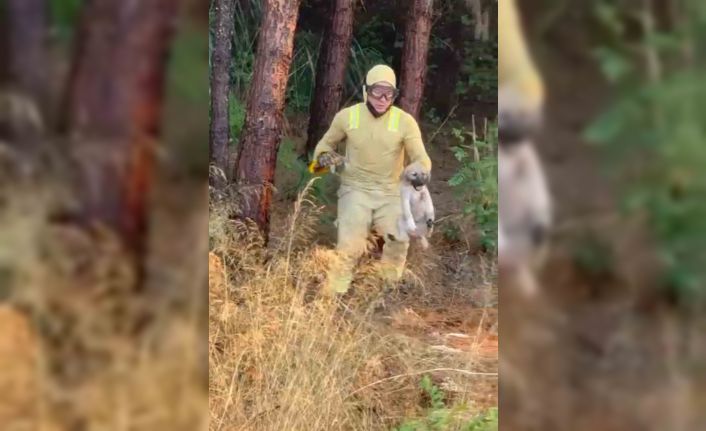 Orman ekipleri Çanakkale’de devam eden yangında kaplumbağa ve köpek yavrusunu kurtardı