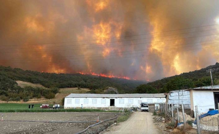 Orman yangınındaki alevler, hayvan çiftliklerine doğru ilerliyor