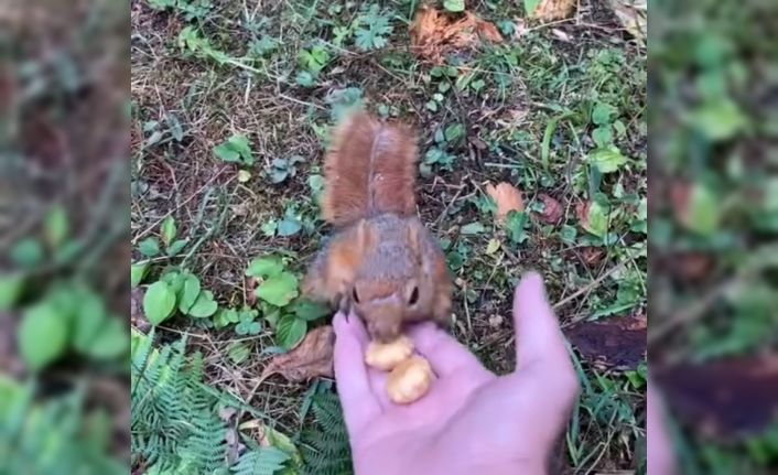 Ormanda karşılaştıkları sincabı elleri ile besledi