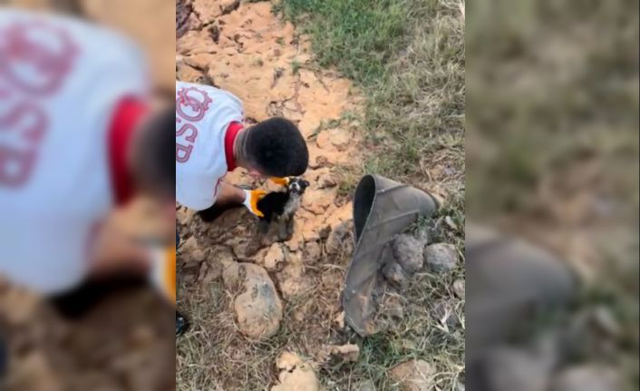 Osmaniye atık su kuyusunda mahsur kalan 2 yavru köpek kurtarıldı