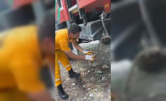 Osmaniye’de çıkan orman yangınından etkilenen kaplumbağa kurtarıldı