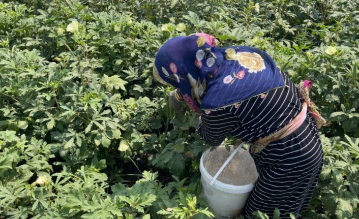 Osmaniye’de doğa ve hayvan sevgisi aynı toprakta filizleniyor