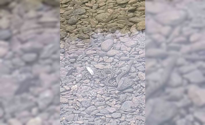 Osmaniye’de yılanın balık avı kamerada