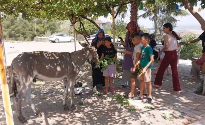 Osmaniye’nin sokak misafiri eşek, şefkatli ellere emanet