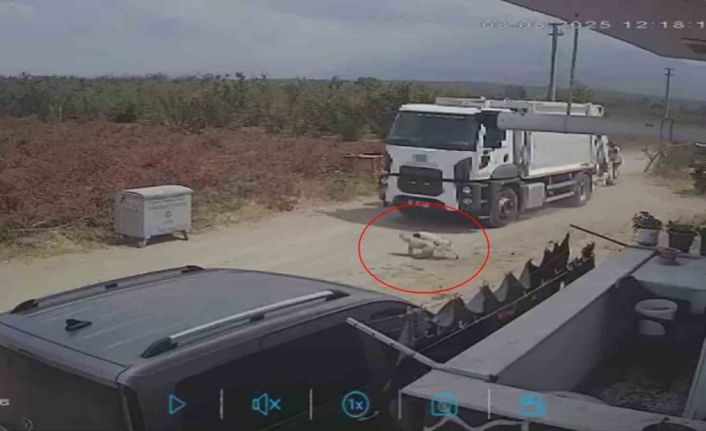 Oyun oynarken yola fırlayan iki köpek çöp kamyonunun altında kaldı