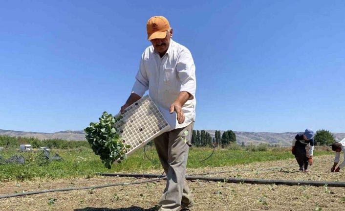 (ÖZEL) Eskişehirli çiftçinin alın teri kuraklığa ve yüksek maliyetlere yenik düştü