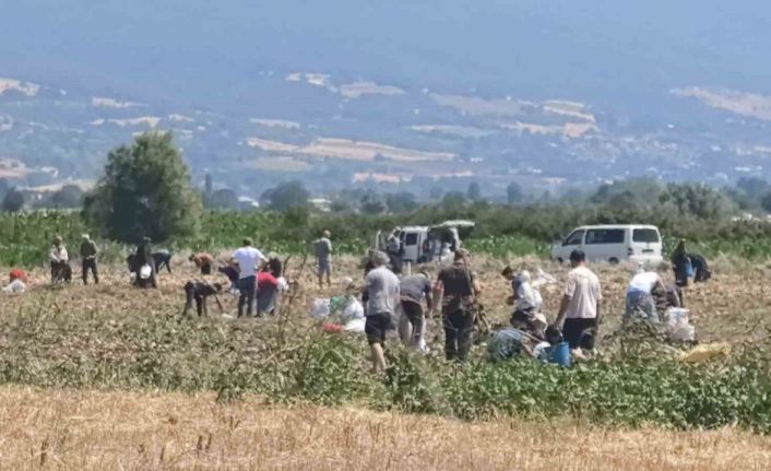 Patates tarlasındaki ürünleri ücretsiz dağıttı