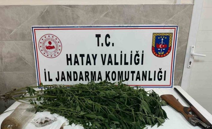 Payas’ta evinin bahçesinde hint keneviri yetiştiren şahıs yakayı ele verdi