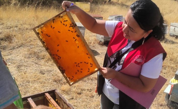Pınarhisar’da arılı kovan tespit çalışması yapıldı