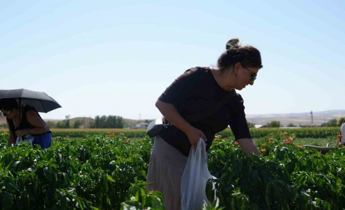 Rekor sıcaklara rağmen Ayaş domatesinin hasadı sürüyor: Tarladan sofraya tescilli lezzet