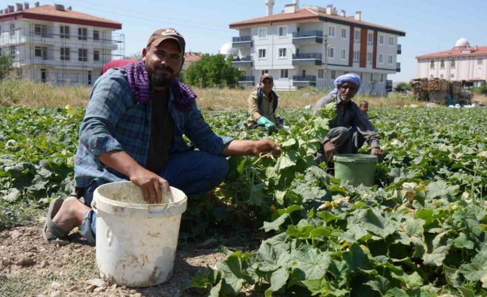 Rekor sıcaklara rağmen Çubuk’ta turşuluk salatalık hasadı sürüyor