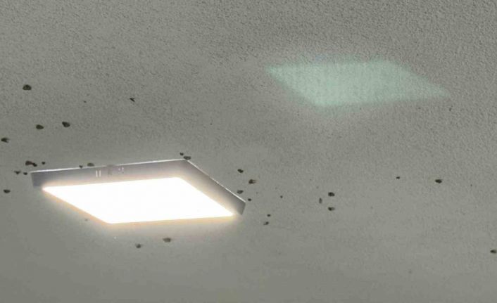 Rize’de bahçelerden sonra evlerde "vampir kelebek" istilası