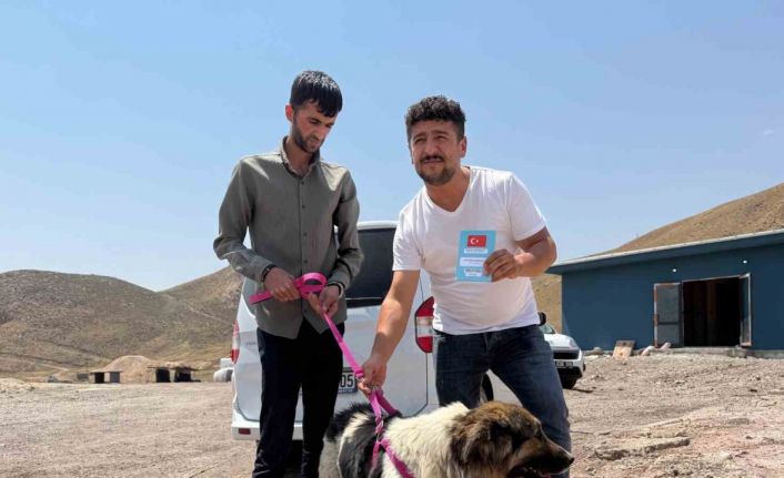 Sahibinin mezarından ayrılmayan köpek, sanatçı Ceylan Ertem’e emanet
