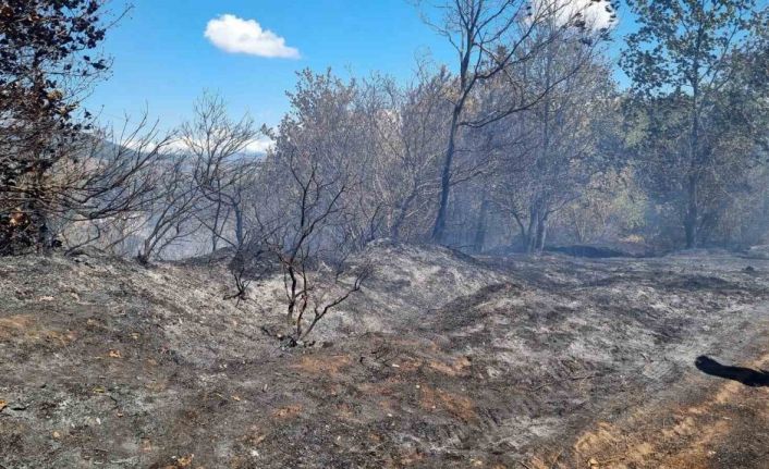 Sakarya’da ormanlık alanda çıkan yangın büyümeden söndürüldü