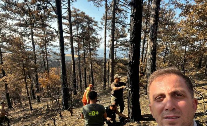 Sakarya’da yanan ormanlık alanlar tekrar haya dönüyor
