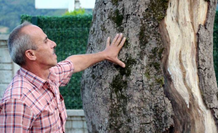 Sakarya’daki asırlık çınar ağaçları kuruyor