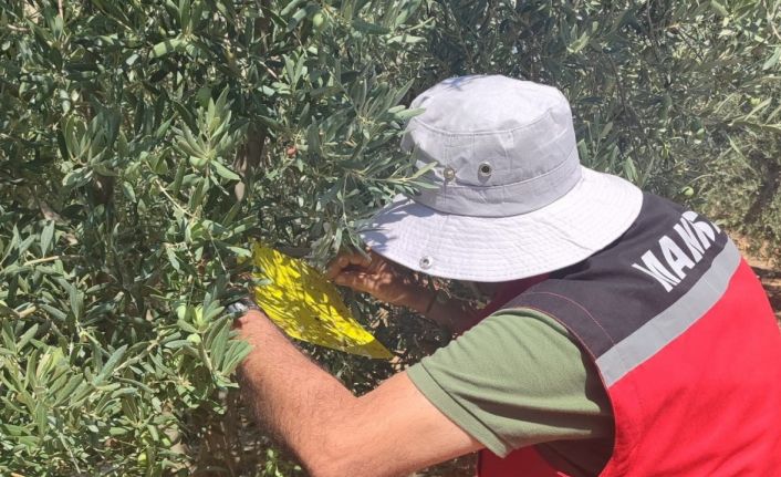 Salihli İlçe Tarımdan ‘zeytin sineği’ uyarısı
