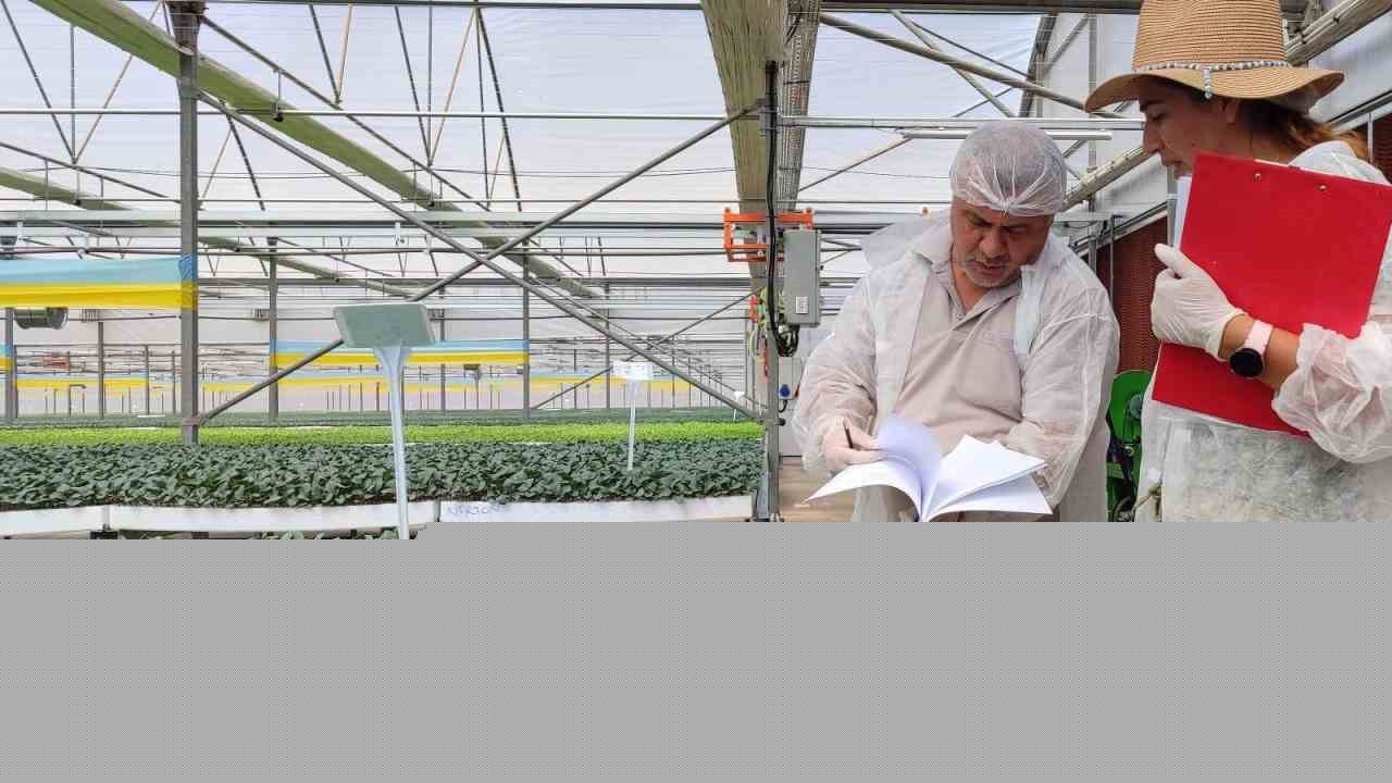 Salihli’de kışlık fideler kontrolden geçiyor