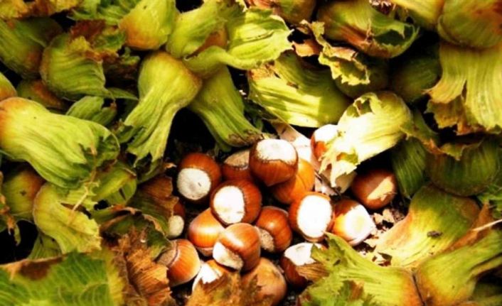 Samsun’da fındık hasadı başladı: File yöntemi maliyeti düşürüyor, kaliteyi artırıyor