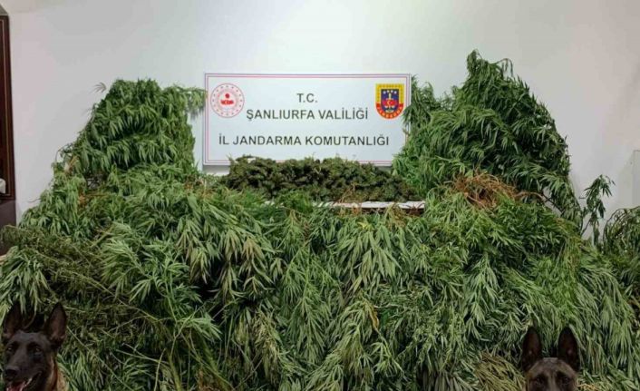 Şanlıurfa’da 11 kilo 200 gram esrar ele geçirildi