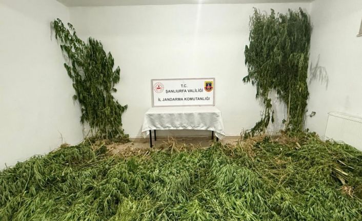 Şanlıurfa’da 2 kilo esrar ile 555 kök kenevir ele geçirildi: 3 gözaltı
