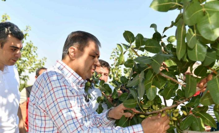 Şanlıurfa’da boz fıstık hasadı başladı