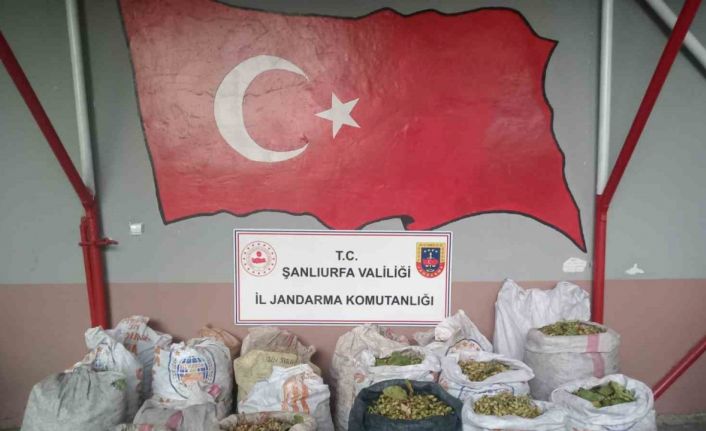 Şanlıurfa’da fıstık hırsızlığına 13 gözaltı