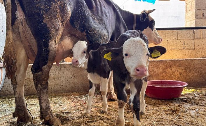Şanlıurfa’da şap hastalığıyla mücadele devam ediyor