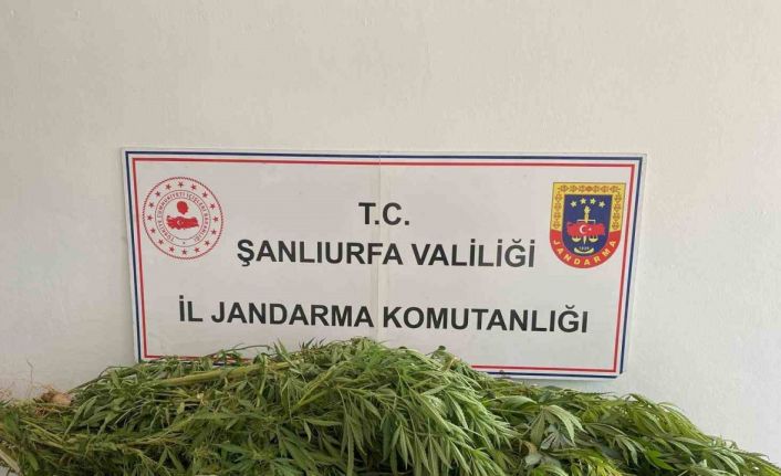 Şanlıurfa’da uyuşturucu operasyonu: 2 gözaltı