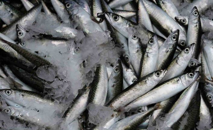 Sardalya yaşlanmayı geciktiriyor