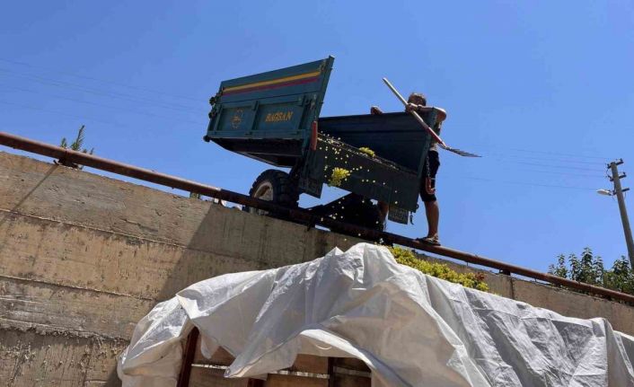 Sarıgöl’de çıkma üzüm 16 TL’ye yükseldi