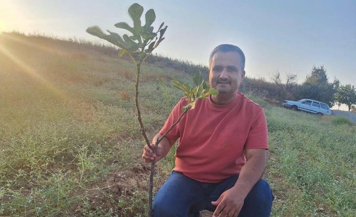 Sarıgöl’de sarılop incir üretimi yaygınlaşıyor
