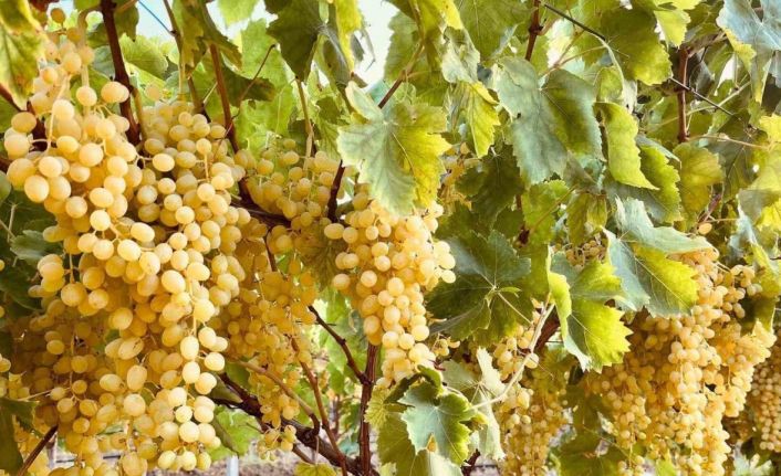Sarıgöl’ün altın sarısı Sultaniye üzümleri sofralara ulaştırılıyor