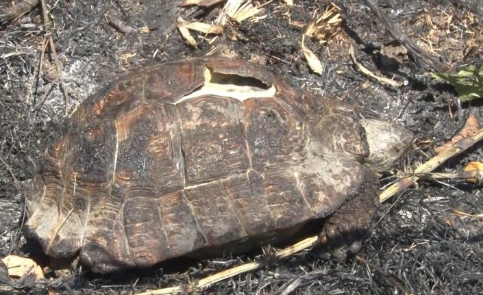 Sarıyer’de ormanlık alanda çıkan yangın kontrol altına alındı