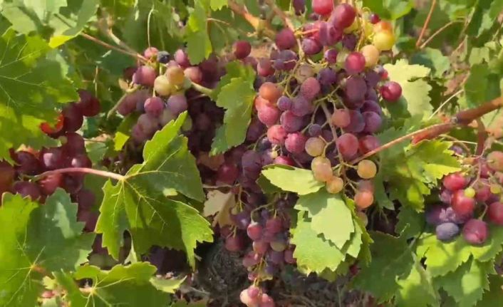 Şarköy’ün Gardinal Üzümünün hasadı başladı