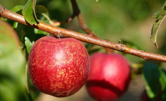 Şeftalinin 120 çeşidiyle ’koleksiyon bahçesi’ oluşturdular