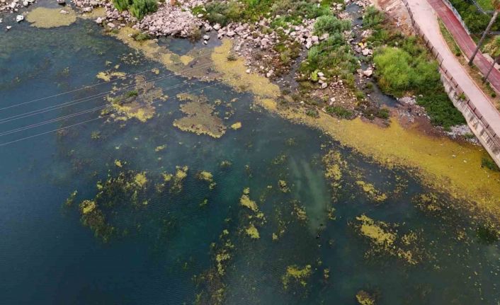 Seyhan Nehri yosun akınına uğradı, çöplerle doldu