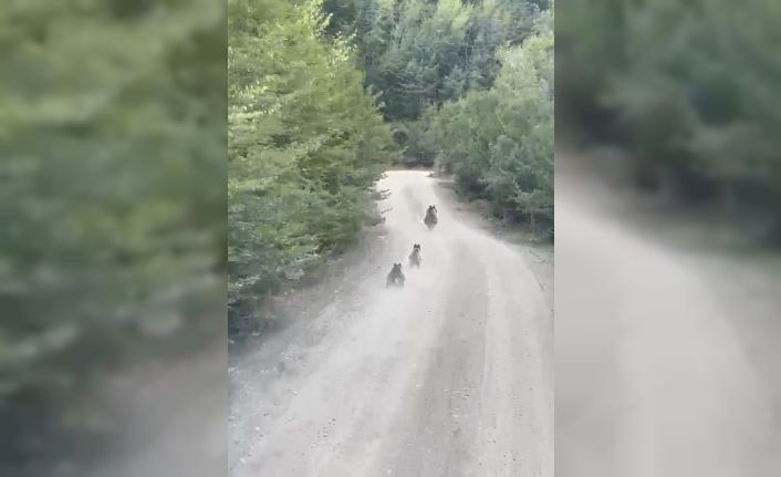 Seyir halindeki aracın önüne çıkan ayı ve yavruları kamerada