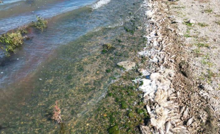 Seyitler Barajı’nda yüzlerce ölü balık görüntülendi