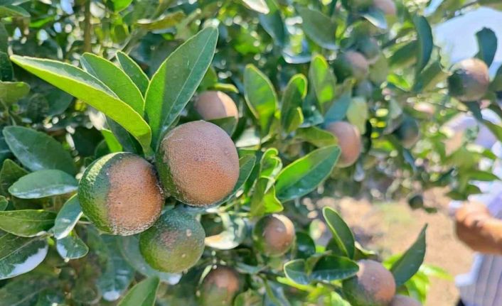 Sıcağın yaktığı narenciyelerde ‘Akdeniz Meyve Sineği’ uyarısı