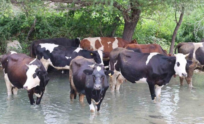 Sıcaklar bunalttı, hayvanlar suya girerek serinledi