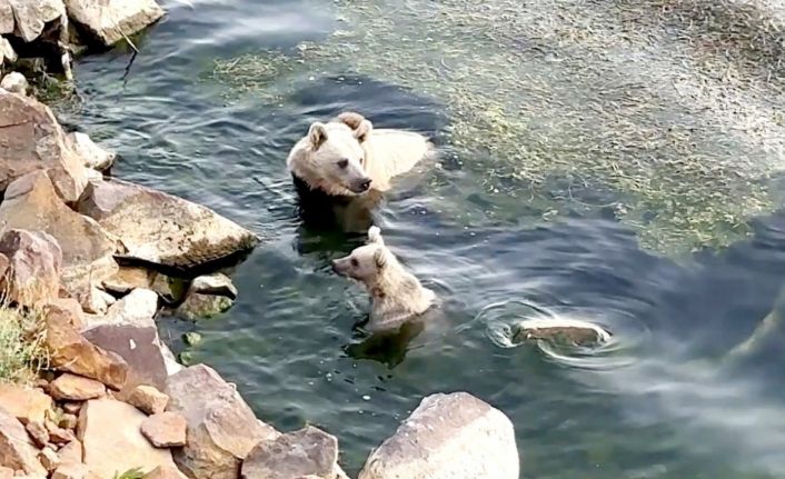 Sıcaktan bunalan ayılar kendilerini Nemrut’un serin sularına attı
