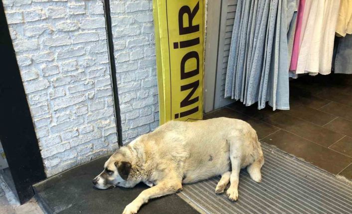 Sıcaktan bunalan köpek çareyi klimanın altına yatmakla buldu