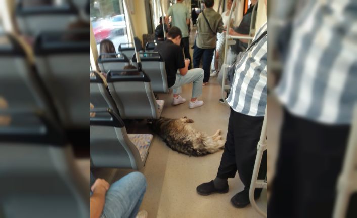 Sıcaktan bunalan köpek tramvaya sığındı