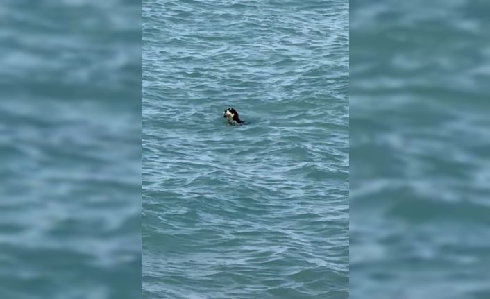 Sıcaktan bunalan köpekler yüzerek serinledi
