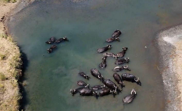 Sıcaktan bunalan mandaların banyo keyfi