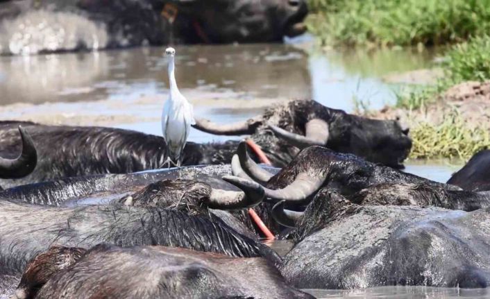 Sıcaktan bunalan mandaların deltadaki serinleme keyfi objektiflere yansıdı