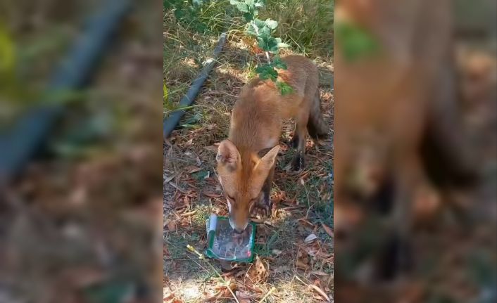 Sıcaktan bunalan tilkiye vatandaş su ikram etti