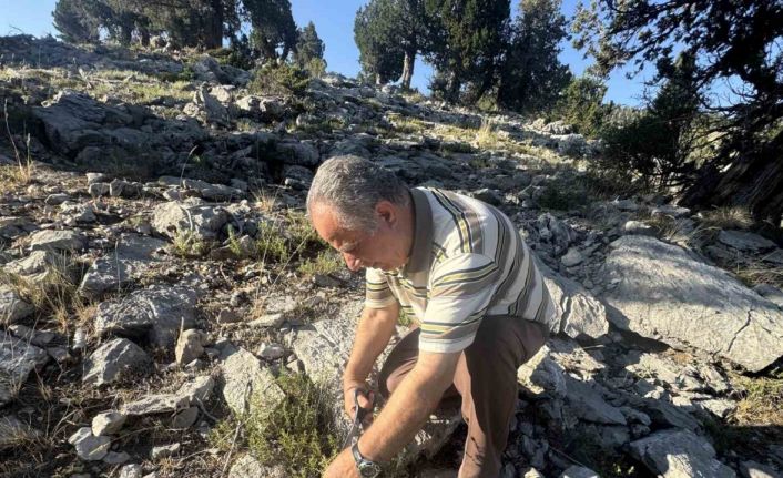 Şifalı taş kekiği için bin 800 rakımlı yaylaya çıkıyorlar