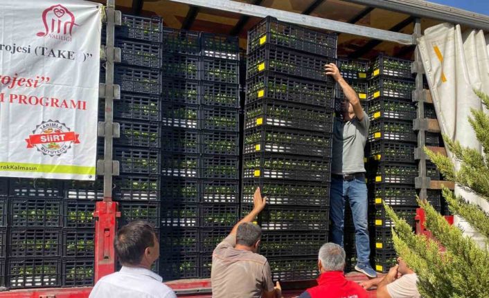 Siirt’te üreticilere marul ve karnabahar fidesi dağıtıldı